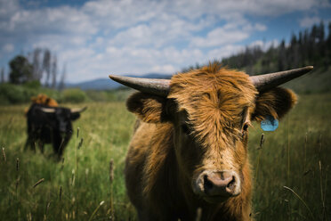 Porträt einer Hochlandkuh mit Viehmarke auf einem grasbewachsenen Feld - CAVF23647