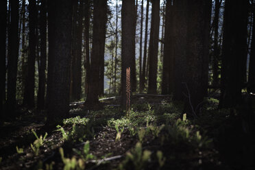 View of trees growing on field at forest - CAVF23649