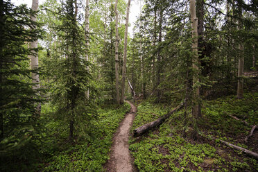 Schotterstraße inmitten von Bäumen im Wald - CAVF23662