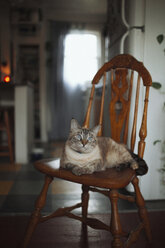 Cat sitting on wooden chair at home - CAVF23919