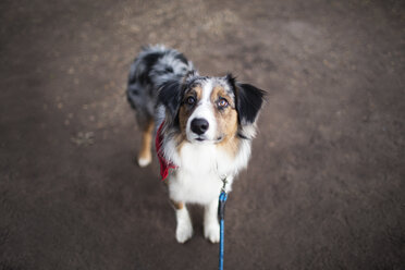 Hohe Winkel Ansicht von Australian Shepherd stehen auf der Straße - CAVF23943