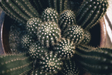 Draufsicht auf eine Kaktuspflanze - CAVF23982