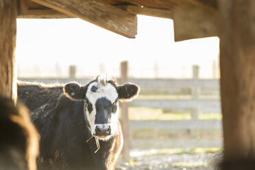 Porträt einer Kuh im Stall - CAVF23991