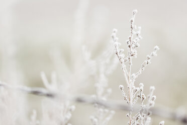 Close-up of frozen plant - CAVF23997