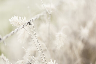 Close-up of frozen flowers - CAVF23998