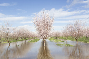 Blühende Bäume auf einem Feld bei Hochwasser - CAVF24008