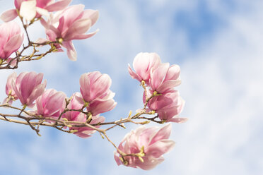 Close-up of tulip flowers on tree against sky - CAVF24009