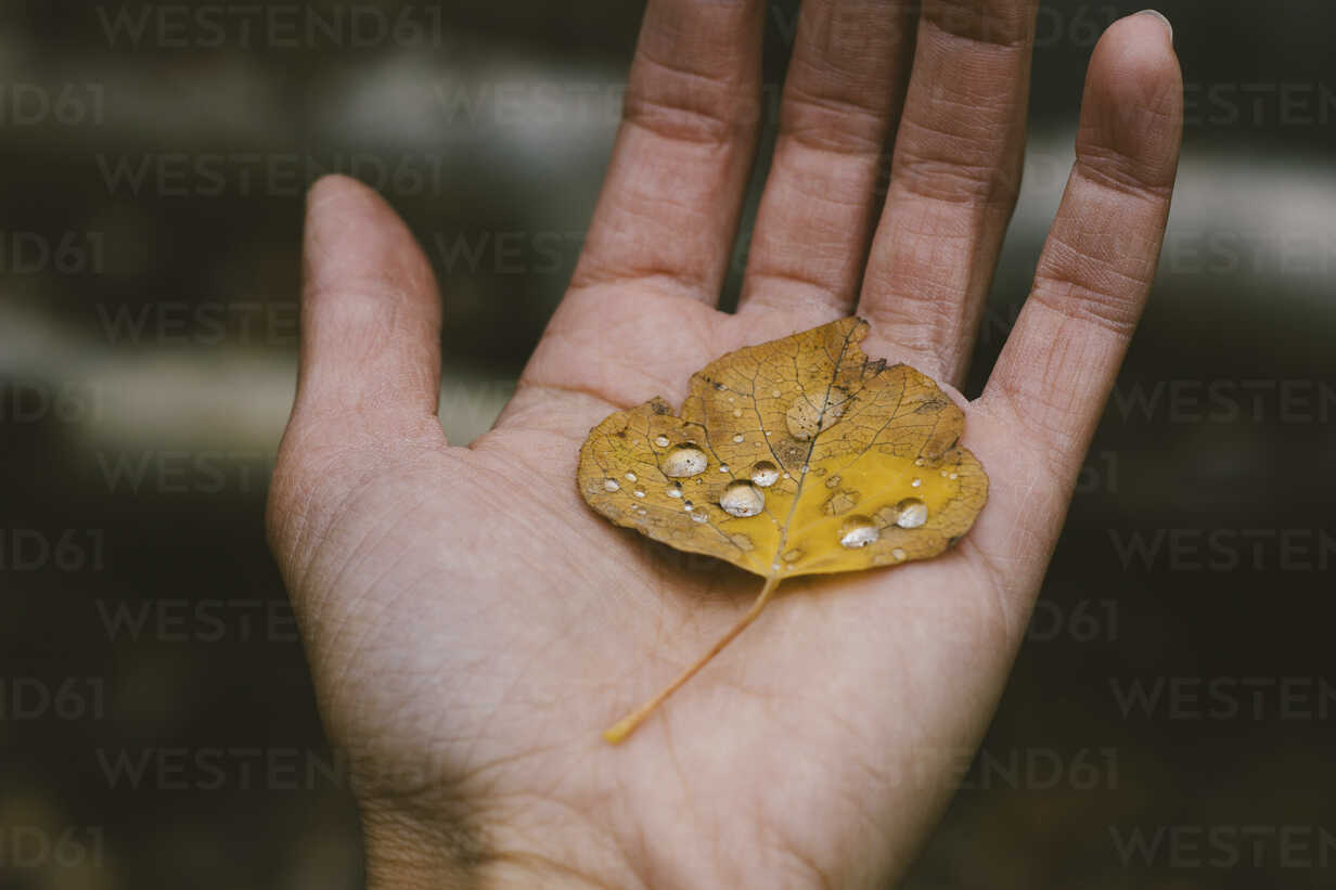 Cropped image of woman hand with dry leaf stock photo