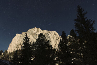 Niedriger Blickwinkel von Bäumen und Berg gegen Sternenhimmel in der Nacht - CAVF24014