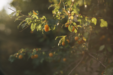 Orangen, die auf einem Baum in einem Obstgarten wachsen, lizenzfreies Stockfoto