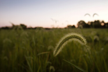 Nahaufnahme einer auf einem Feld wachsenden Pflanze bei Sonnenuntergang - CAVF24071