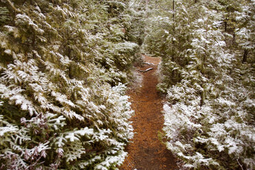 Pathway amidst trees in forest during winter - CAVF24085
