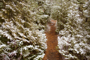 Weg inmitten von Bäumen im Wald im Winter - CAVF24085