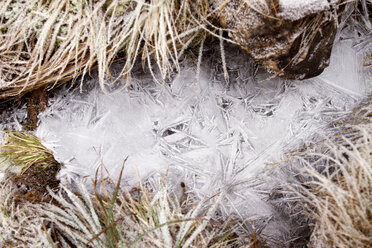 Hohe Winkelansicht von gefrorenem Wasser inmitten von Gras im Wald - CAVF24089