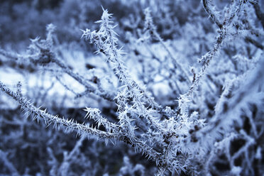 Nahaufnahme von gefrorenen Pflanzen - CAVF24103