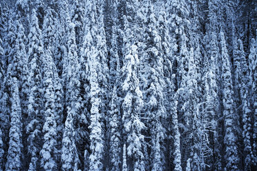 Vollbildaufnahme von schneebedeckten Bäumen im Wald - CAVF24106