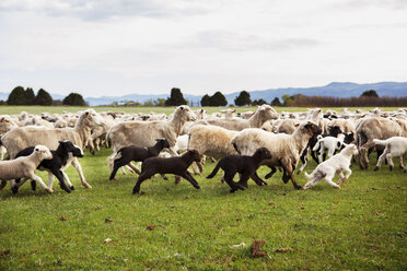 Schafe und Lämmer laufen auf einem grasbewachsenen Feld gegen den klaren Himmel - CAVF24115