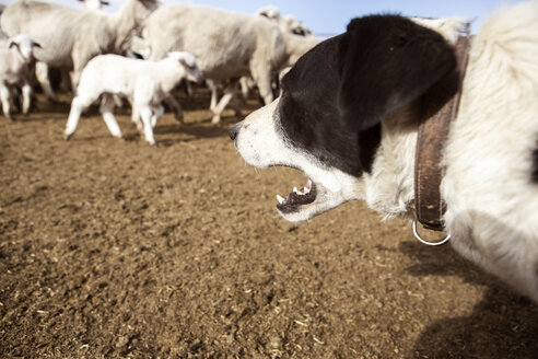 Hund bellt, während Schafe auf dem Feld eines Bauernhofs spazieren gehen - CAVF24137