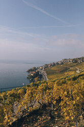 Blick von oben auf einen terrassierten Weinberg am Genfer See gegen den Himmel - CAVF24146