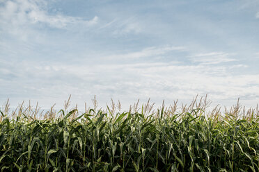 Landschaftliche Ansicht eines Maisfeldes gegen bewölkten Himmel - CAVF24162