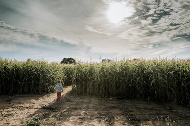 Rückansicht eines Jungen im Maisfeld gegen stürmische Wolken - CAVF24163