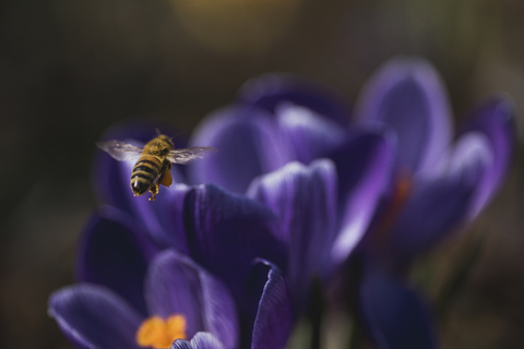 Nahaufnahme einer über Blumen fliegenden Honigbiene, lizenzfreies Stockfoto