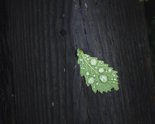 Close-up of water drops on leaf on wet wood - CAVF24229