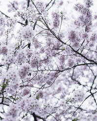 Niedriger Winkel Ansicht der blühenden Kirschblüte Baum - CAVF24234