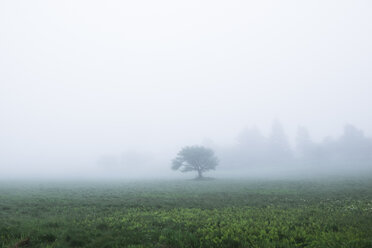 Scenic view of field during foggy weather - CAVF24249