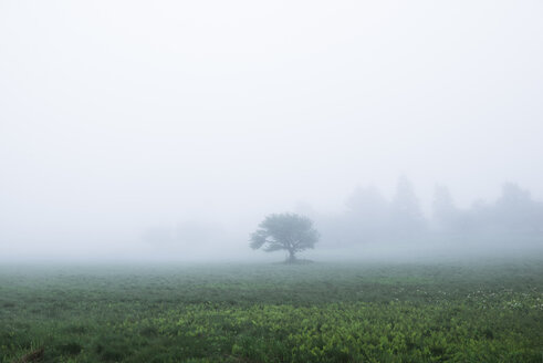 Landschaftlicher Blick auf das Feld bei nebligem Wetter - CAVF24249