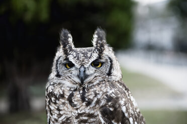 Close-up portrait of great horned owl - CAVF24251