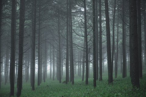 Wachsende Bäume im Wald bei nebligem Wetter, lizenzfreies Stockfoto