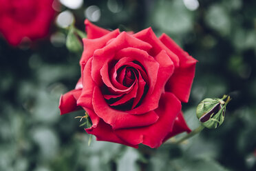 Nahaufnahme einer roten Rose und einer Knospe, die im Freien wächst - CAVF24255