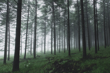 Bäume wachsen auf einem Feld im Wald - CAVF24257