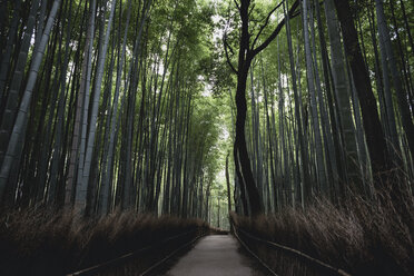 Fußweg inmitten von Bambuswäldchen in Arashiyama - CAVF24258