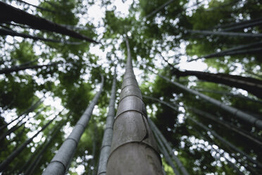 Niedriger Blickwinkel auf Bambus, der im Wald von Arashiyama wächst - CAVF24260