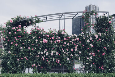 Rosenpflanzen, die auf Metall im Park vor Gebäuden wachsen - CAVF24261