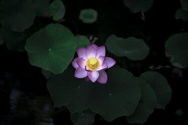 Draufsicht auf eine im Teich wachsende Lotusseerose - CAVF24262