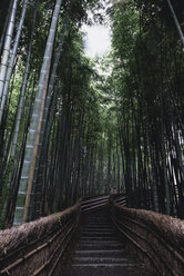 Stufen inmitten von Bambuswäldchen in Arashiyama - CAVF24268