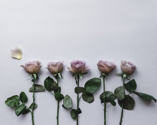 Purple roses arranged side by side against white background - CAVF24277