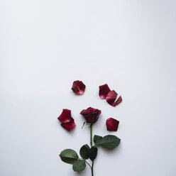 Rote Rose und Blütenblätter vor weißem Hintergrund - CAVF24278