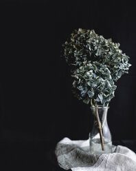 Dry hydrangeas in glass container on textile against black background - CAVF24291