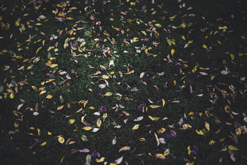 Overhead view of leaves fallen on field in park - CAVF24297