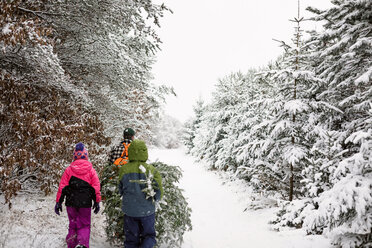 Rückansicht einer Familie, die einen Tannenbaum trägt, während sie über ein schneebedecktes Feld läuft - CAVF24392