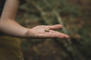 Abgeschnittene Hand eines Jungen, der einen kleinen Frosch auf einem Feld hält - CAVF24415