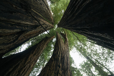 Low angle view of trees against sky at Redwood National Park - CAVF24467