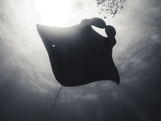 Low angle view of stingray swimming in sea - CAVF24470
