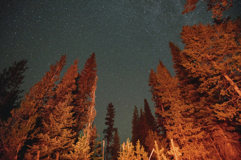 Low angle view of trees against star field at Crater Lake National Park stock photo