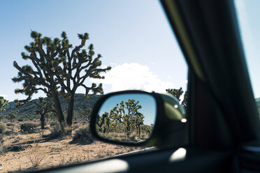 Joshua-Bäume spiegeln sich im Seitenspiegel eines Autos - CAVF24480