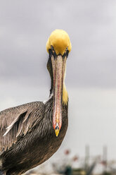 Porträt eines Pelikans gegen bedeckten Himmel - CAVF24487